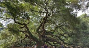 Angel Oak Tree free things to do in charleston 300x163 - Las 10 mejores cosas que hacer en Charleston en junio (2019)