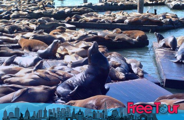 Sea Lions - Visitar San Francisco con un presupuesto limitado