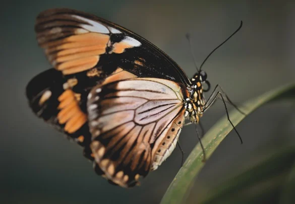 Audubon Mariposario e Insectario