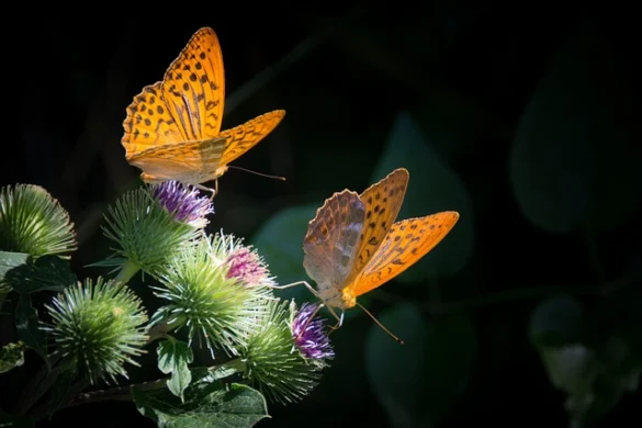 Audubon Mariposario e Insectario