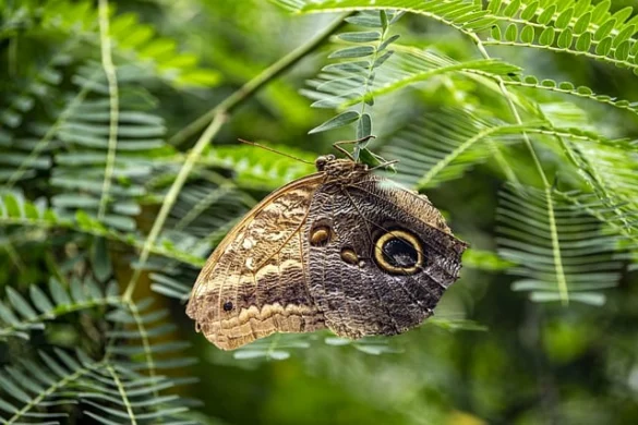 Audubon Mariposario e Insectario