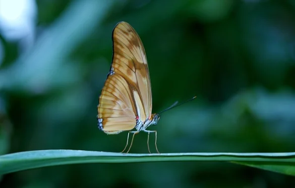 Audubon Mariposario e Insectario