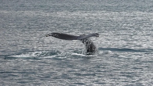 Avistamiento de ballenas en Boston y Gloucester