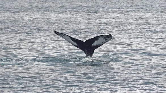 Avistamiento de ballenas en Boston y Gloucester