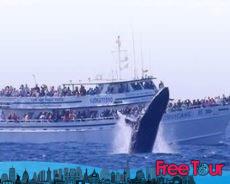 avistamiento de ballenas en boston y gloucester - Avistamiento de ballenas en Boston y Gloucester