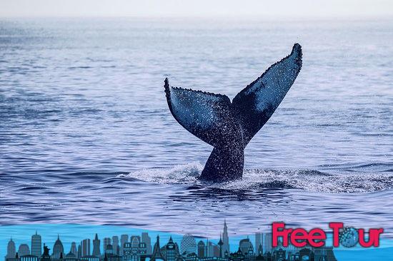 avistamiento de ballenas en san francisco 3 - Avistamiento de ballenas en San Francisco