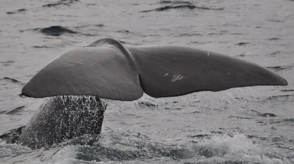 Avistamiento de ballenas en San Francisco