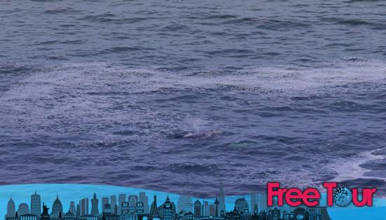 Avistamiento de ballenas en San Francisco