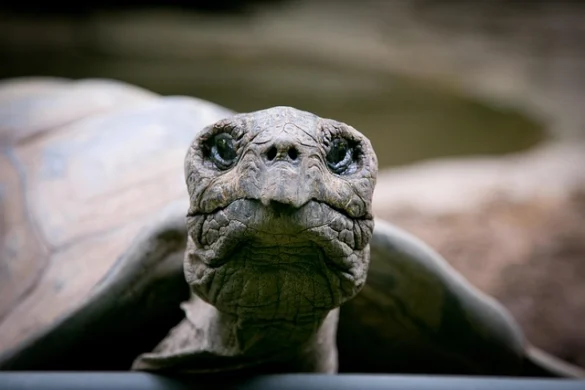 Bronx Zoo | Miércoles gratis y otros descuentos