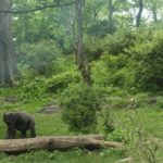 Bronx Zoo | Miércoles gratis y otros descuentos Bronx Zoo | Miércoles gratis y otros descuentos