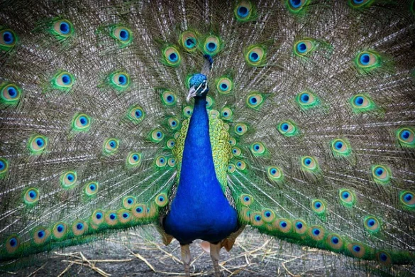 Bronx Zoo | Miércoles gratis y otros descuentos