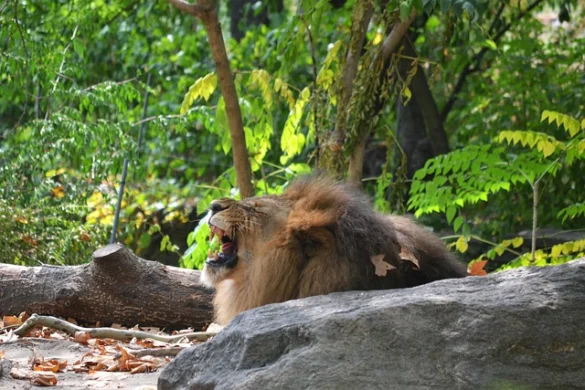 Bronx Zoo | Miércoles gratis y otros descuentos