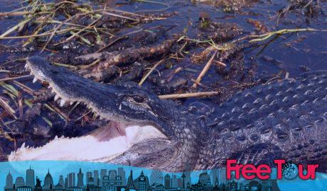 ¿Cuál es la mejor excursión a los Everglades? ¿Cuál es la mejor excursión a los Everglades?