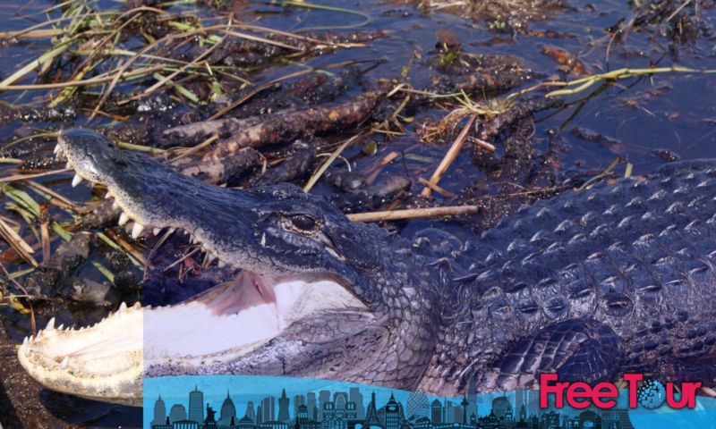 ¿Cuál es la mejor excursión a los Everglades? ¿Cuál es la mejor excursión a los Everglades?