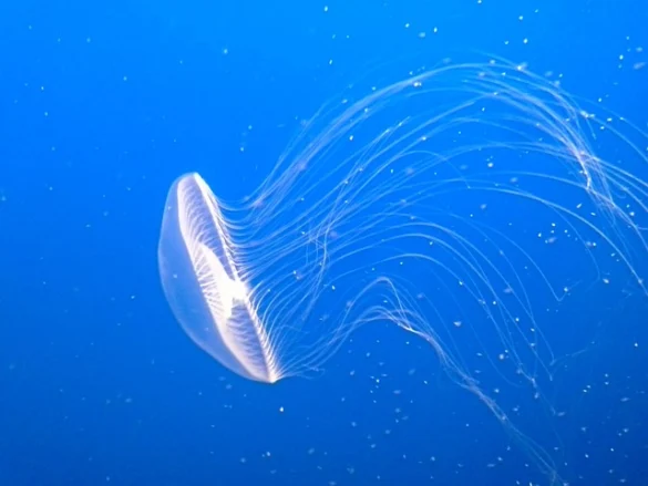 Entradas Aquarium of the Bay (9 Consejos para Descuentos)