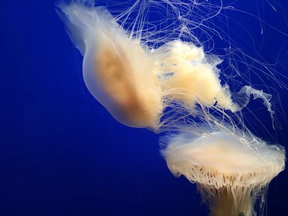 Entradas Aquarium of the Bay (9 Consejos para Descuentos)
