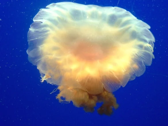 Entradas Aquarium of the Bay (9 Consejos para Descuentos)