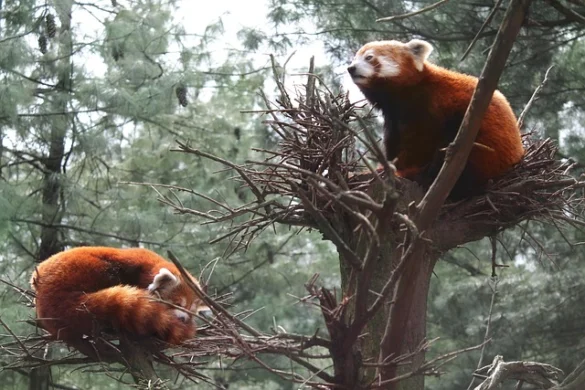 Entradas para el zoológico de Central Park