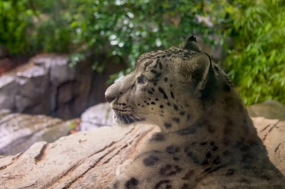 Entradas para el zoológico de Central Park