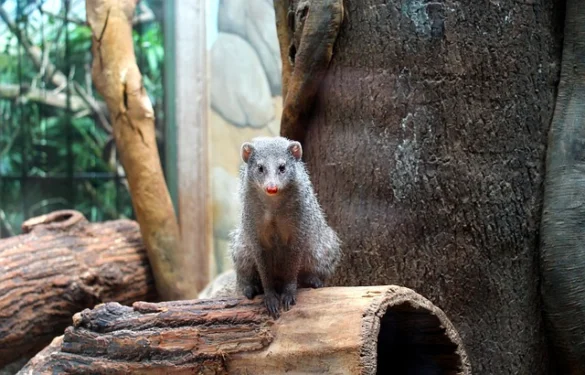 Entradas para el zoológico de Central Park
