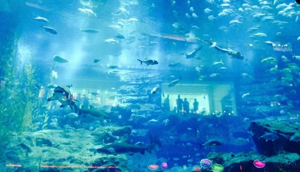 Excursión de 3 días a Dubai | Sugerencias de excursiones