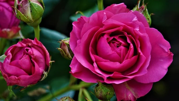 Guía del visitante para el Desfile de las Rosas 2023
