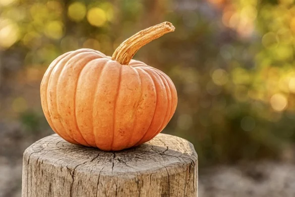 Halloween en Charleston