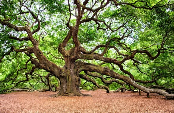 Historic Charleston | Una visita autoguiada
