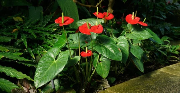 Kew Gardens Londres