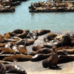 Las mejores cosas para hacer en Pier 39 Las mejores cosas para hacer en Pier 39