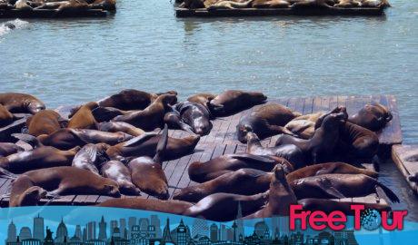 Las mejores cosas para hacer en Pier 39 Las mejores cosas para hacer en Pier 39