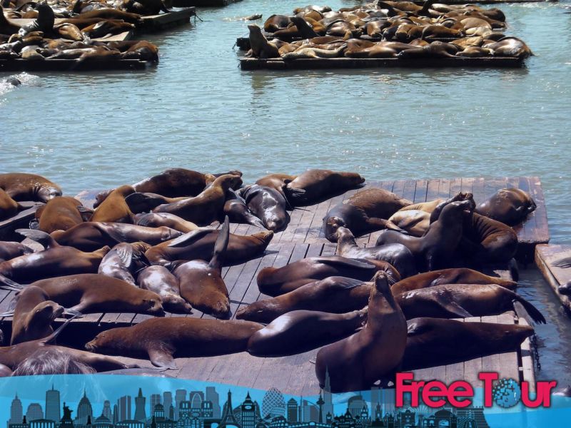Las mejores cosas para hacer en Pier 39 Las mejores cosas para hacer en Pier 39