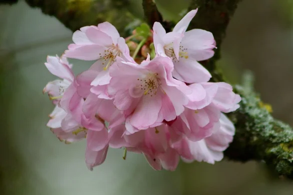 Los 6 mejores tours de cerezos en flor en DC (a pie, en autobús y en bicicleta!)