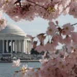 Los 6 mejores tours de cerezos en flor en DC (a pie, en autobús y en bicicleta!)