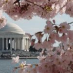 Los 6 mejores tours de cerezos en flor en DC (a pie, en autobús y en bicicleta!) Los 6 mejores tours de cerezos en flor en DC (a pie, en autobús y en bicicleta!)