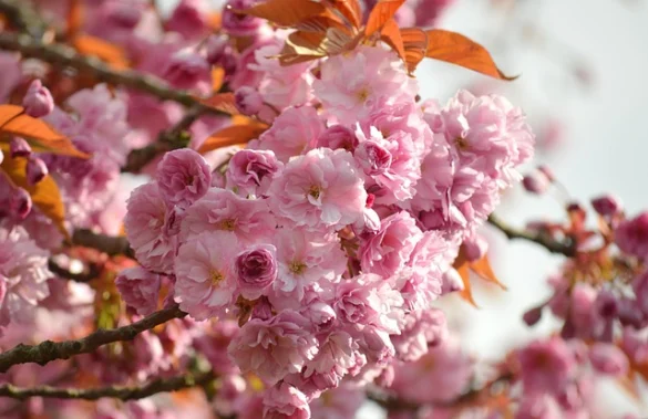 Los 6 mejores tours de cerezos en flor en DC (a pie, en autobús y en bicicleta!)