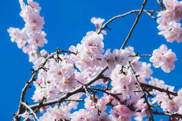 Los 6 mejores tours de cerezos en flor en DC (a pie, en autobús y en bicicleta!)