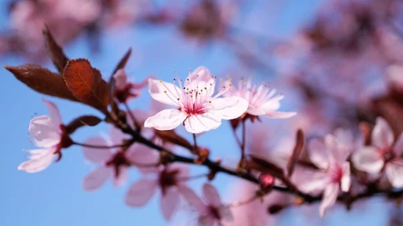 Los 6 mejores tours de cerezos en flor en DC (a pie, en autobús y en bicicleta!)