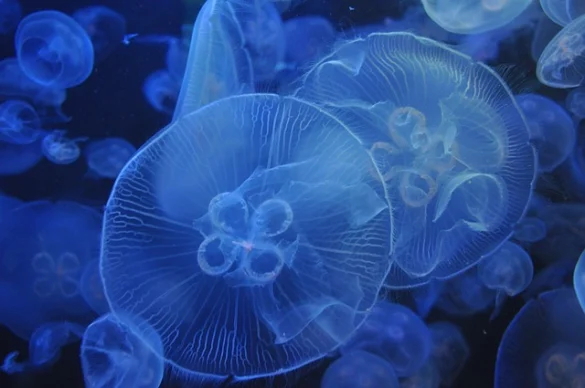 New York Aquarium | Días libres y entradas con descuento