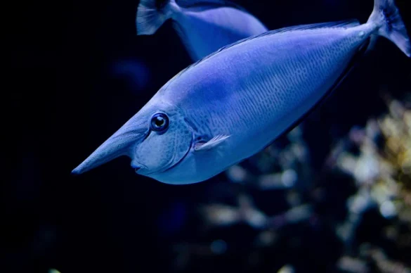 New York Aquarium | Días libres y entradas con descuento