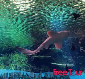 new york aquarium dias libres y entradas con descuento 5 300x279 - New York Aquarium | Días libres y entradas con descuento