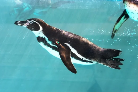 New York Aquarium | Días libres y entradas con descuento