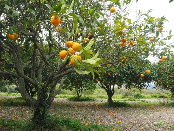 Recorridos y reseñas de Evergreen Plantation