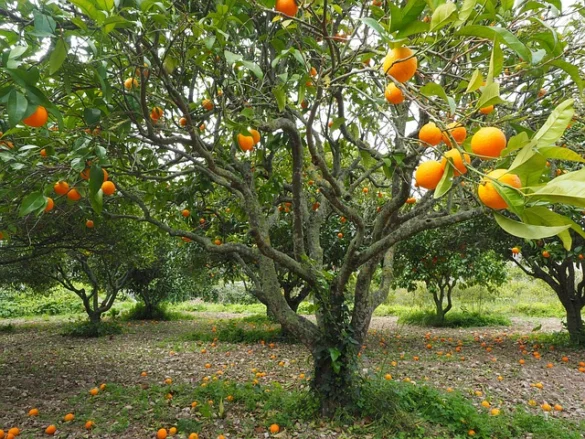 Recorridos y reseñas de Evergreen Plantation
