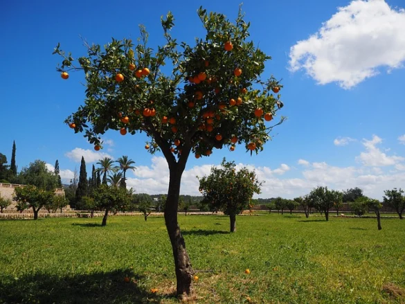 Recorridos y reseñas de Evergreen Plantation
