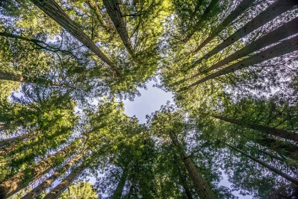 Reseñadas las visitas guiadas de San Francisco a Muir Woods