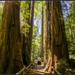 Reseñadas las visitas guiadas de San Francisco a Muir Woods Reseñadas las visitas guiadas de San Francisco a Muir Woods