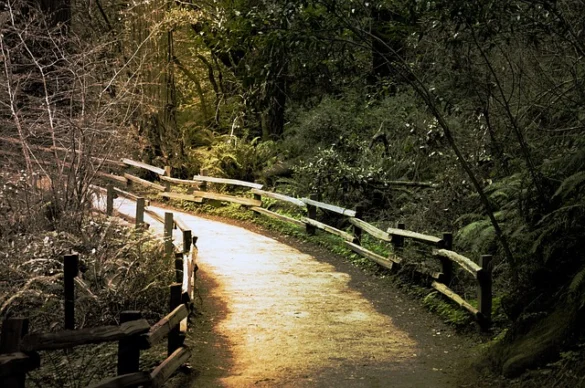 Reseñadas las visitas guiadas de San Francisco a Muir Woods