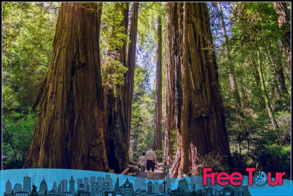 Reseñadas las visitas guiadas de San Francisco a Muir Woods