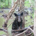 Reseñas del Swamp Tour de Nueva Orleans